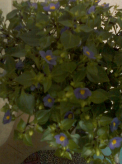 6 septembrie 2012-flori 054 - exacum affine-persian violet
