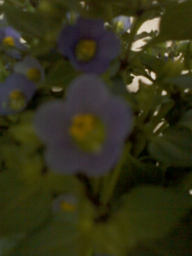 exacum-violeta albastra - exacum affine-persian violet