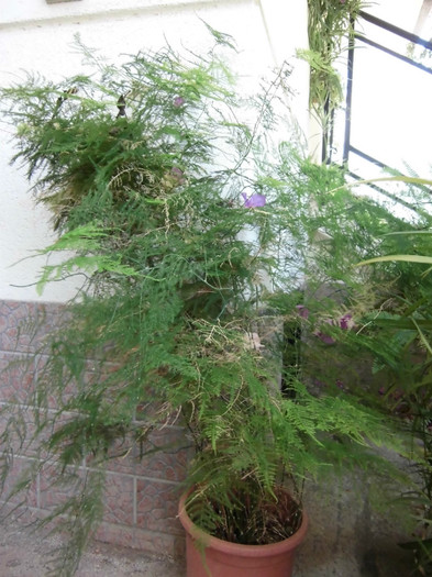 Asparagus sau Asparagina