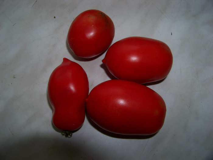 Tomate San Marzano_? - Recolta tomate 2012