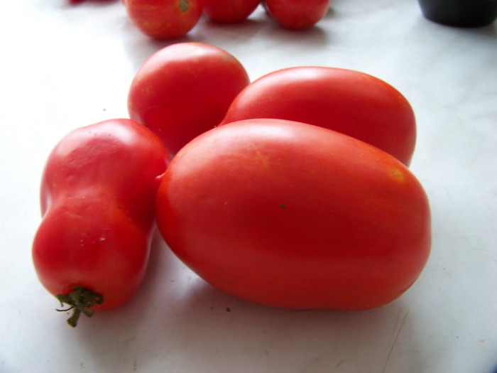 Tomate San Marzano_? - Recolta tomate 2012