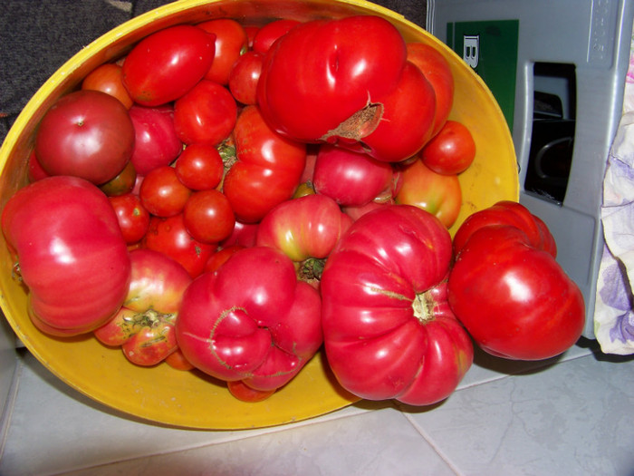 Recolta 19 August 2012 - Recolta tomate 2012