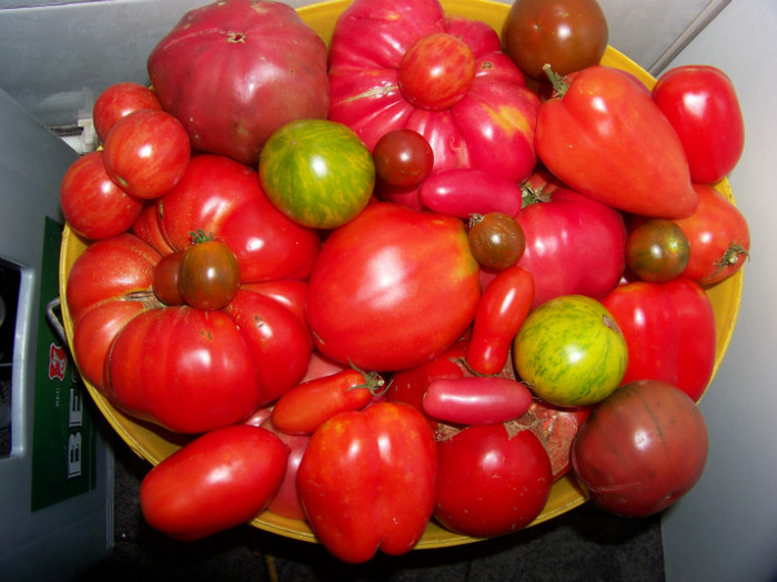 Recolta 19 August 2012 - Recolta tomate 2012