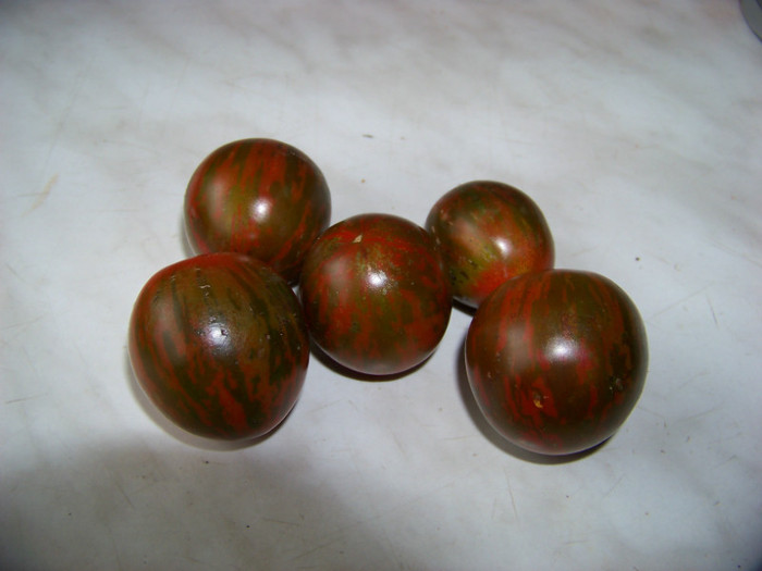 Chocolate Stripes 4 - Recolta tomate 2012