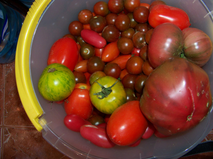 Combinate - Recolta tomate 2012