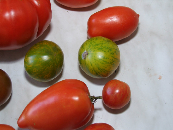 Rio Grande, Green Zebra s.a. - Recolta tomate 2012