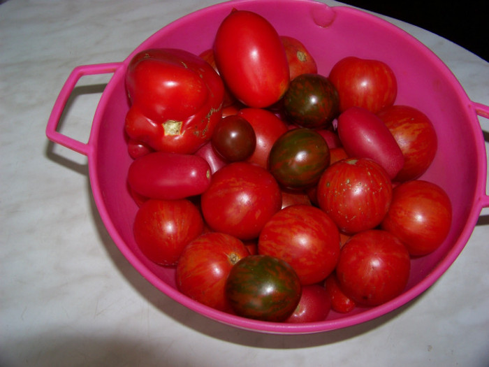 Prima recolta tomate - Recolta tomate 2012