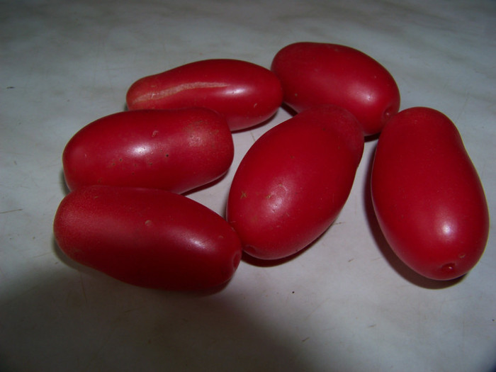 San Marzano3 - Recolta tomate 2012