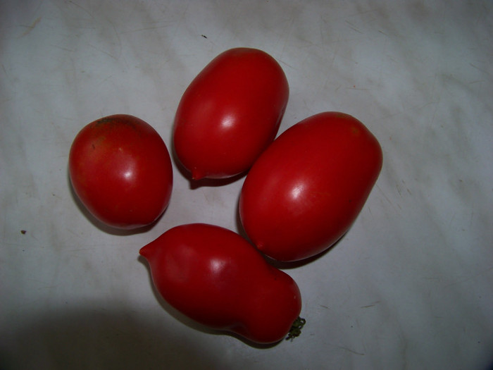 San Marzano4 - Recolta tomate 2012