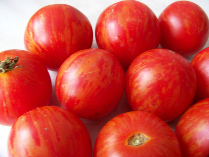 Tigerella4 - Recolta tomate 2012