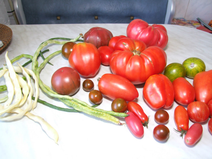 Tomate cu fasole la metru_O - Recolta tomate 2012