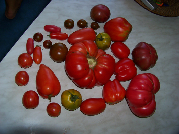 Tomate din gradina noastra 2012 - Recolta tomate 2012