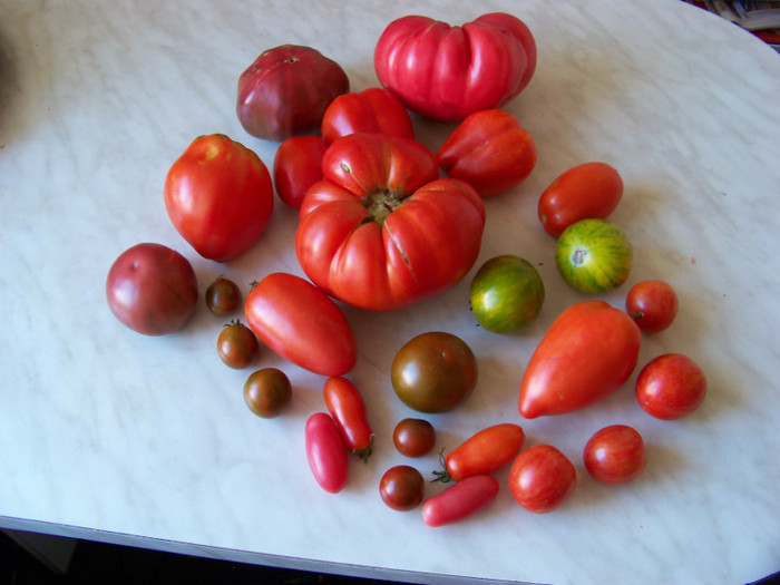 Tomate din gradina noastra 2012_2 - Recolta tomate 2012