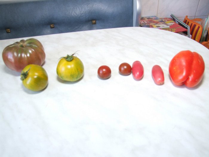 Tomate_line - Recolta tomate 2012
