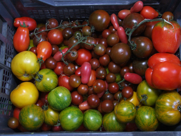 Tomate_recolta 01 Septembrie 2012 (1) - Recolta 01 Septembrie 2012