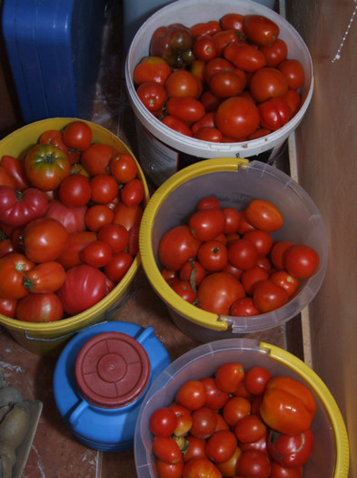 Tomate_recolta 01 Septembrie 2012 (3)