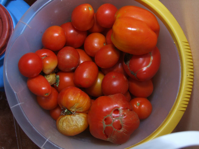 Tomate_recolta 01 Septembrie 2012 (4)