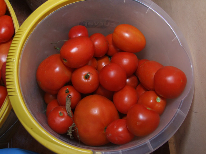 Tomate_recolta 01 Septembrie 2012 (5) - Recolta 01 Septembrie 2012