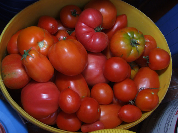 Tomate_recolta 01 Septembrie 2012 (6)