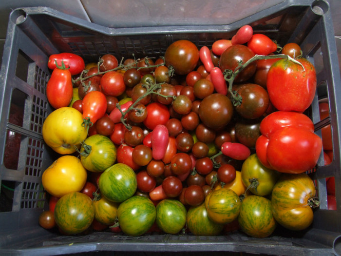Tomate_recolta 01 Septembrie 2012 (8)