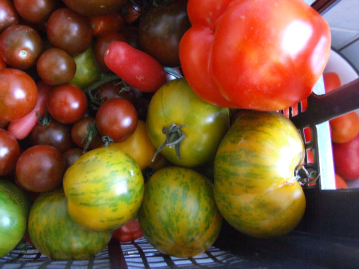 Tomate_recolta 01 Septembrie 2012 (11)