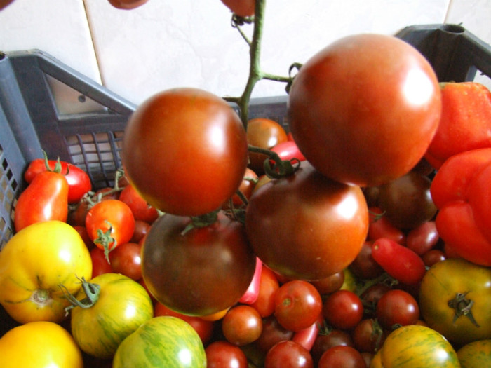 Tomate_recolta 01 Septembrie 2012 (13)
