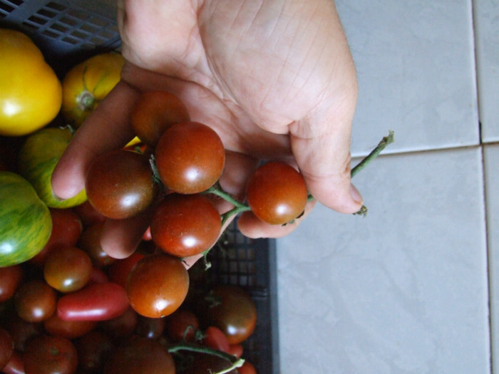 Tomate_recolta 01 Septembrie 2012 (14)
