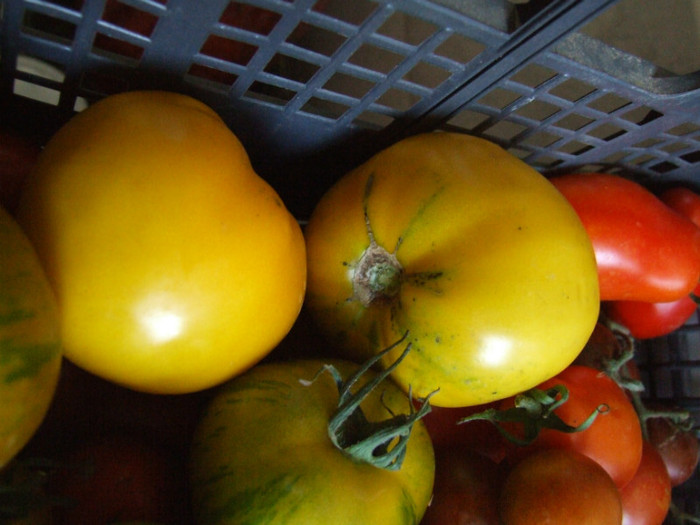 Tomate_recolta 01 Septembrie 2012 (15)