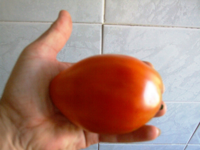 Tomate_recolta 01 Septembrie 2012 (16)