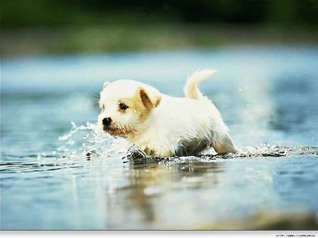 dog swimming - Love Pufiies