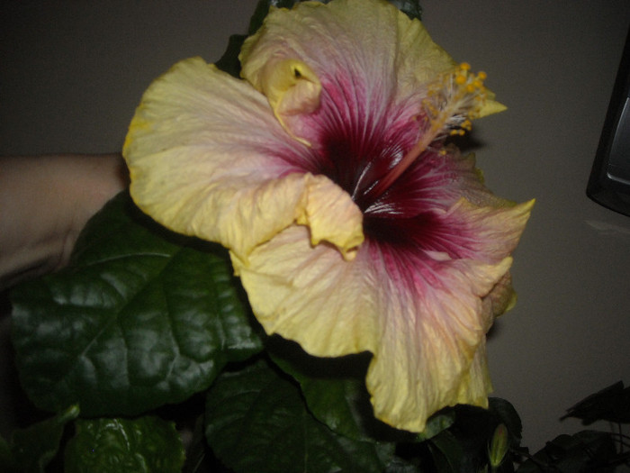 Hibiscus Tahitian Quinn