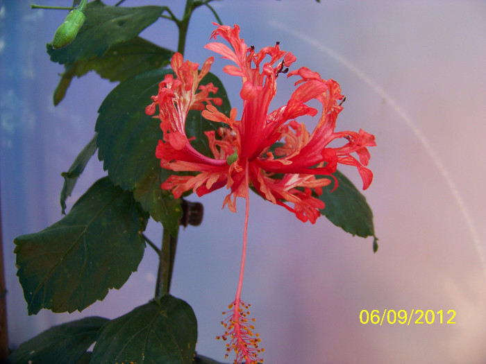 367_8539 - Schizopetalus 2012