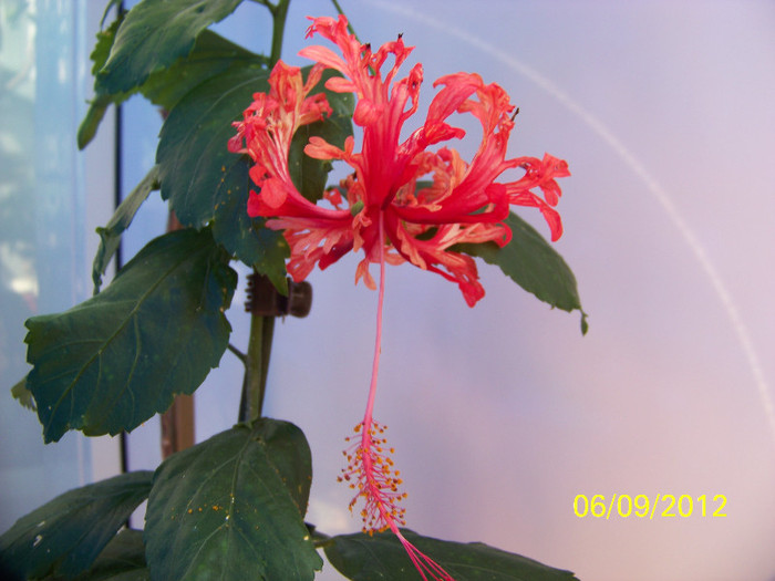 367_8541 - Schizopetalus 2012