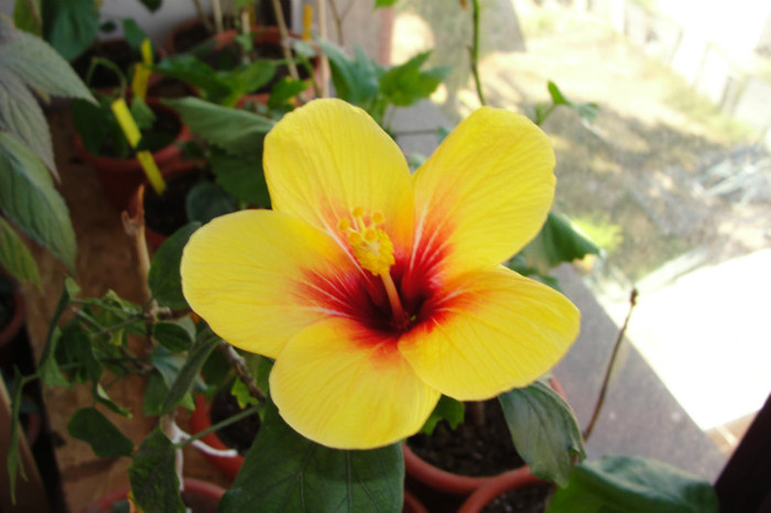 hibiscus Fijian Yellow - B-hibiscus-2012 3