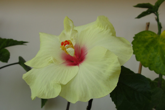 hibiscus Key Lime Pie