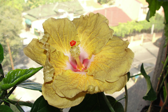 hibiscus Suntan