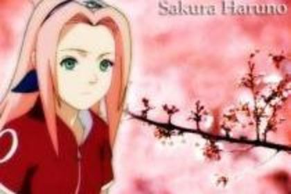 Sakura  mica - sakura