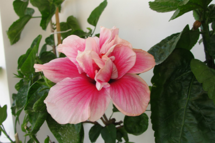 hibiscus Charles September