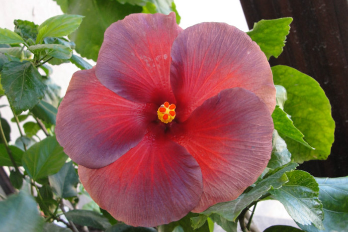  - B-hibiscus de la Gommer 2012