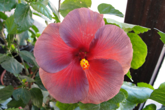 05.09.12 - B-hibiscus de la Gommer 2012