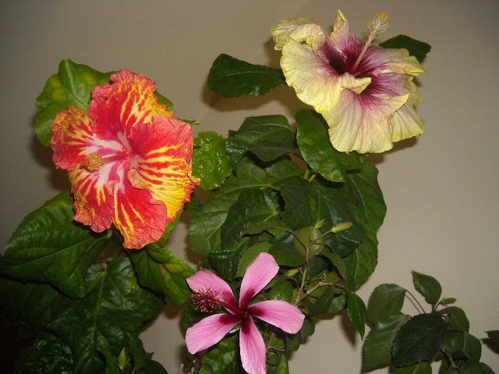 Hibiscus grup