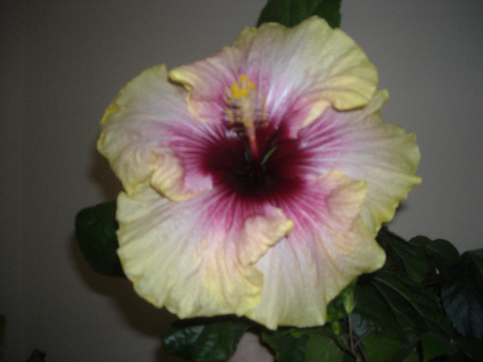 Hibiscus Tahitian Quinn - Hibiscus 2012-2