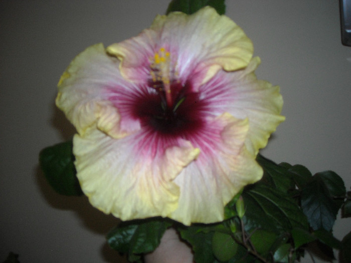 Hibiscus Tahitian Quinn - Hibiscus 2012-3