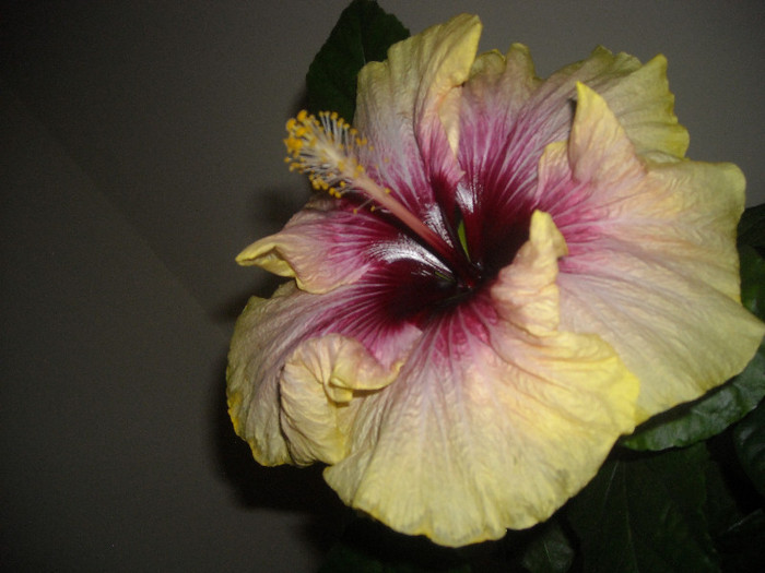 Hibiscus Tahitian Quinn - Hibiscus 2012-3