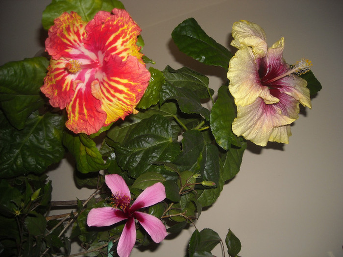 Hibiscus grup