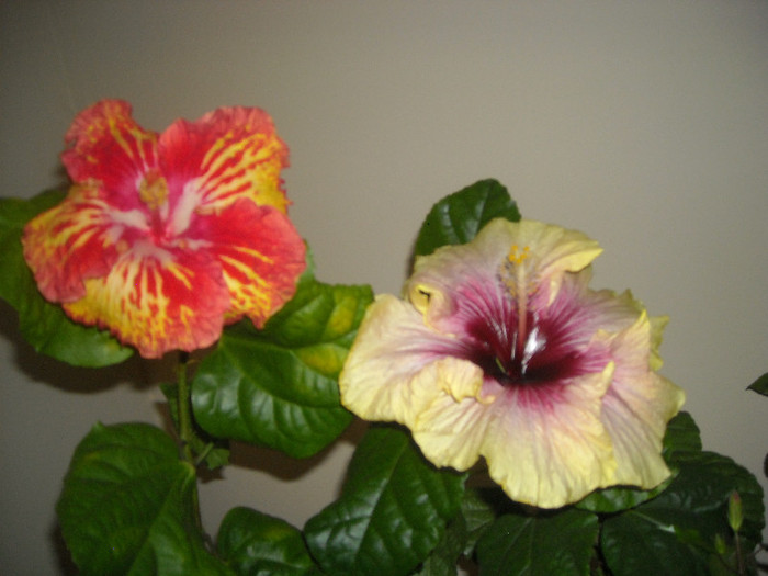 Hibiscus Sun Shower + Tahitian Quinn - Hibiscus 2012-3