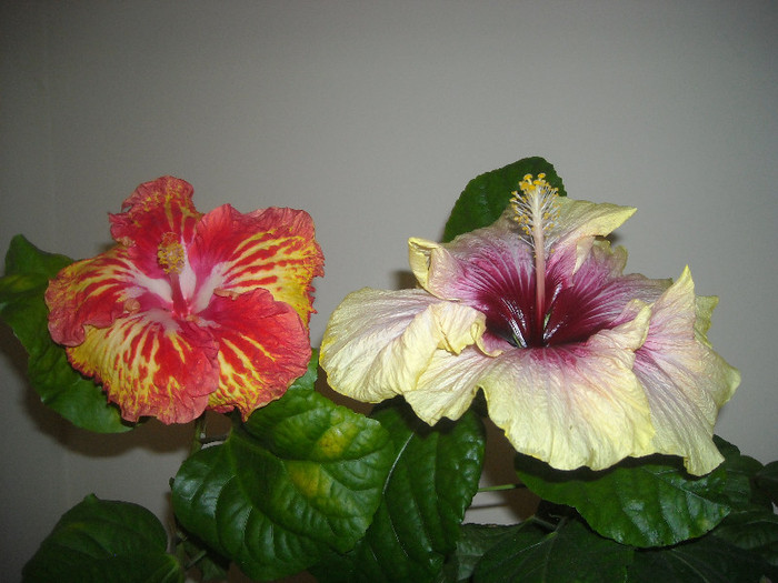 Hibiscus Sun Shower + Tahitian Quinn - Hibiscus 2012-3