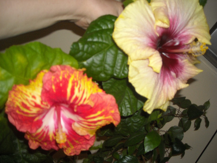 Hibiscus Sun Shower + Tahitian Quinn