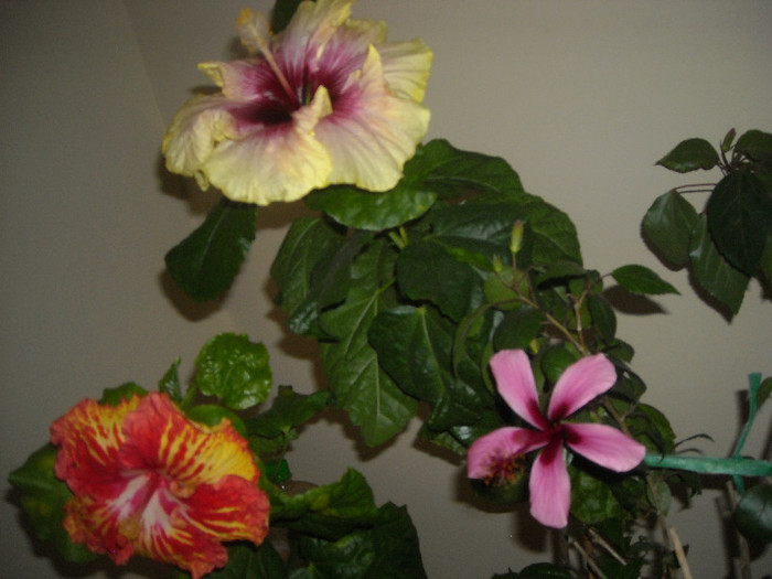 Hibiscus grup - Hibiscus 2012-3