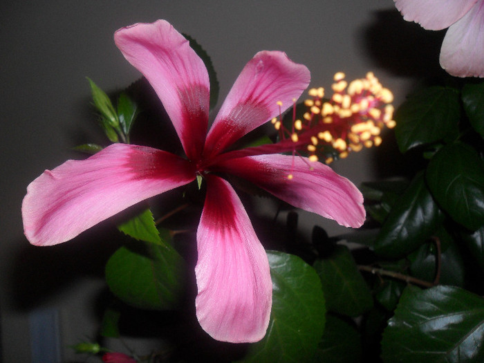 Hibiscus Fidjian Island - Hibiscus 2012-3